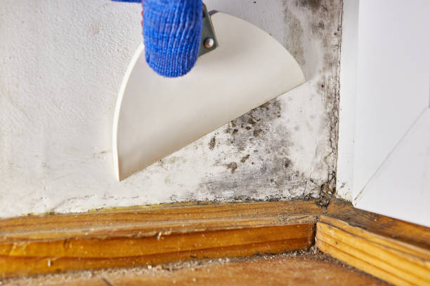 Best Air Quality Testing for Mold Spores  in Coldwater, OH